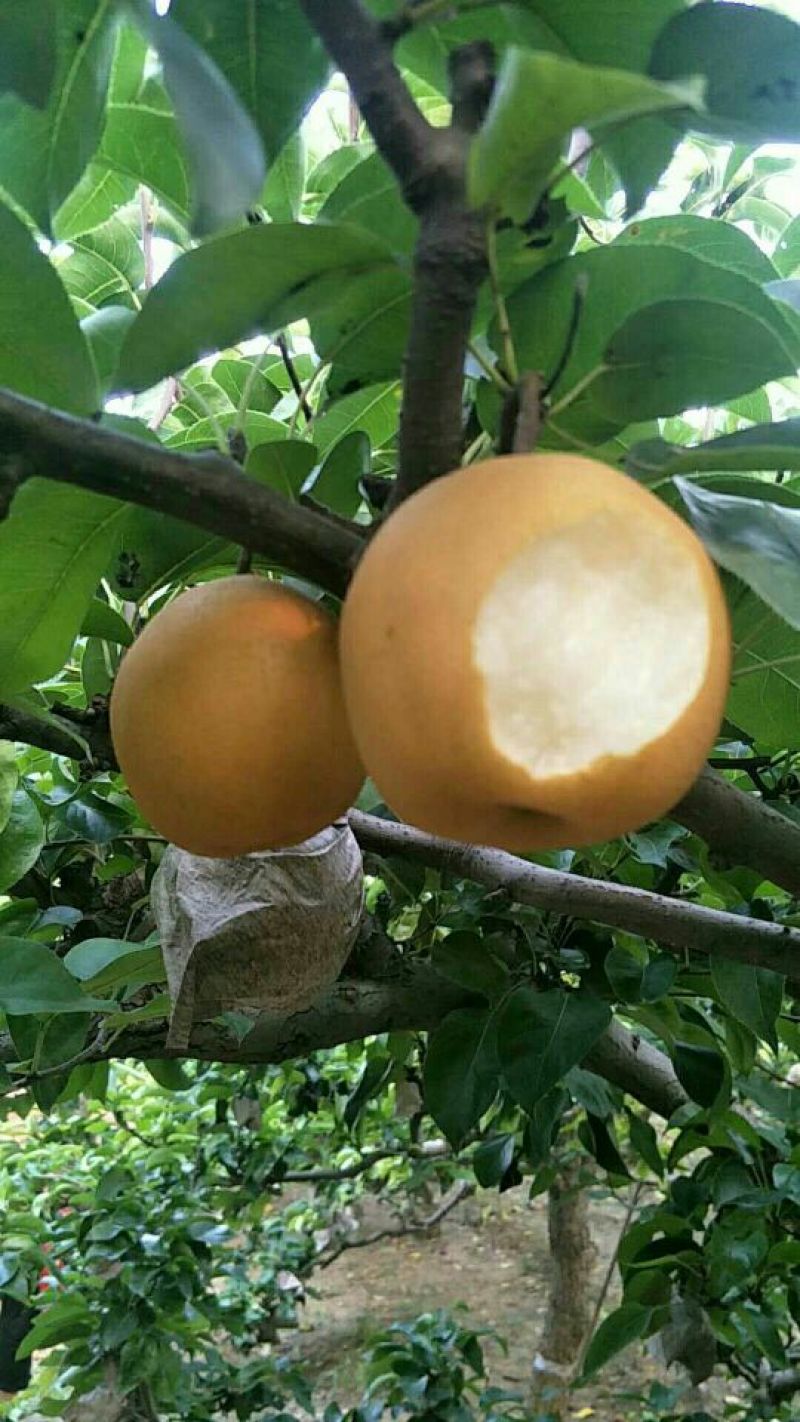 丰水梨，黄金梨，价格低