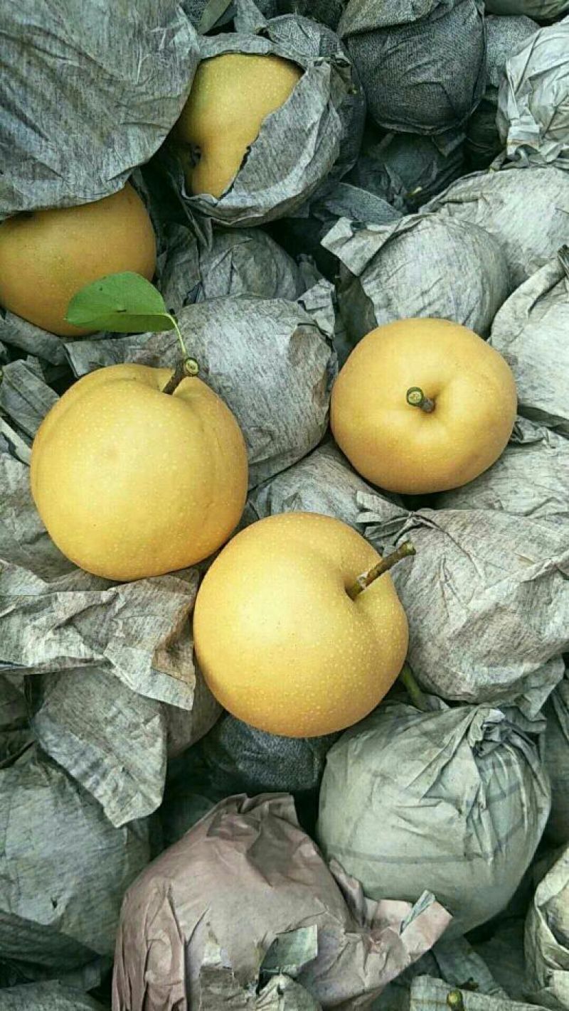丰水梨，黄金梨，价格低