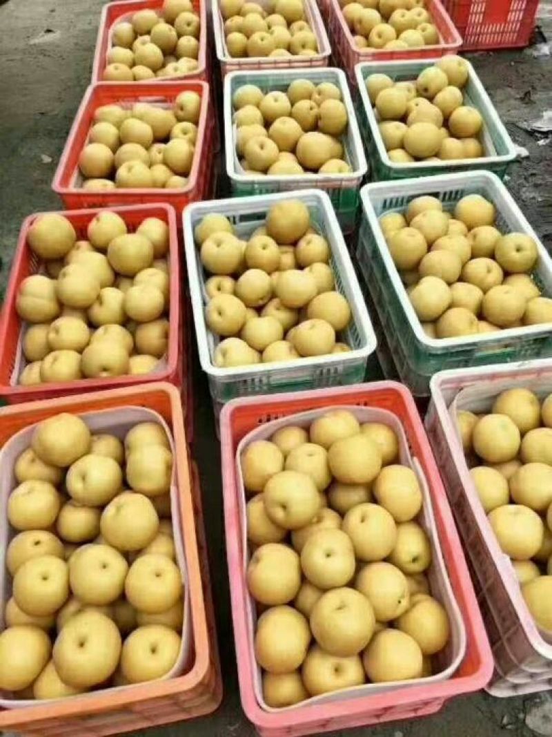 丰水梨，黄金梨，价格低