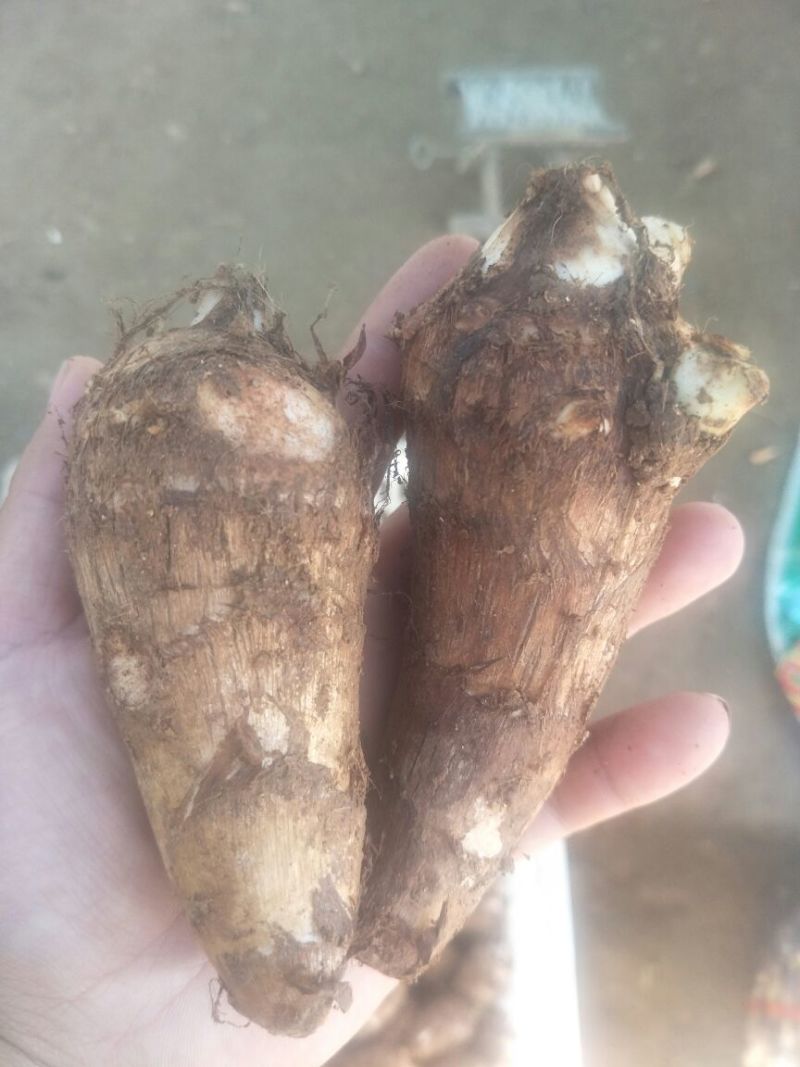 山东潍坊地瓜芋头花生，基地直供！质优价廉！