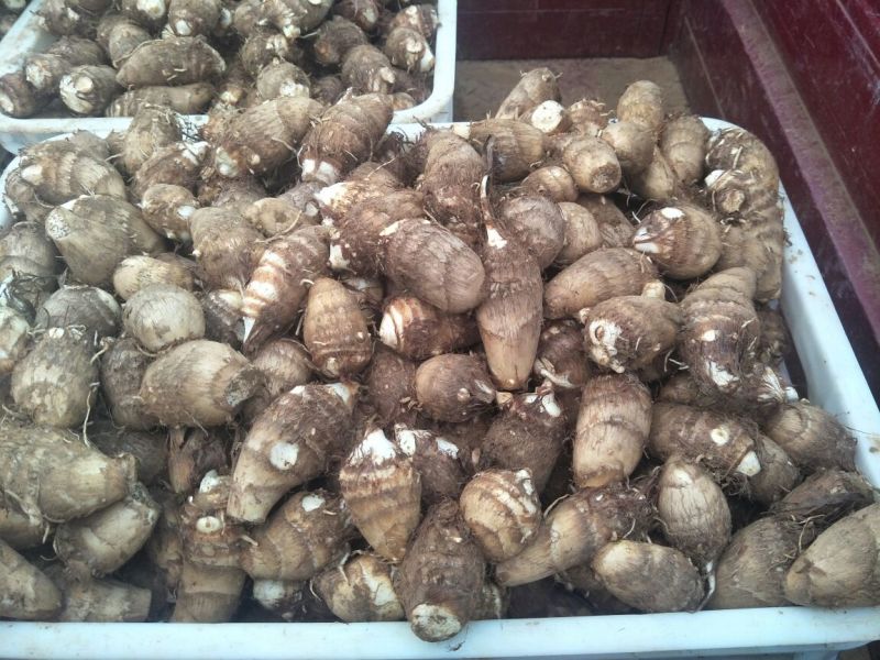 山东潍坊地瓜芋头花生，基地直供！质优价廉！