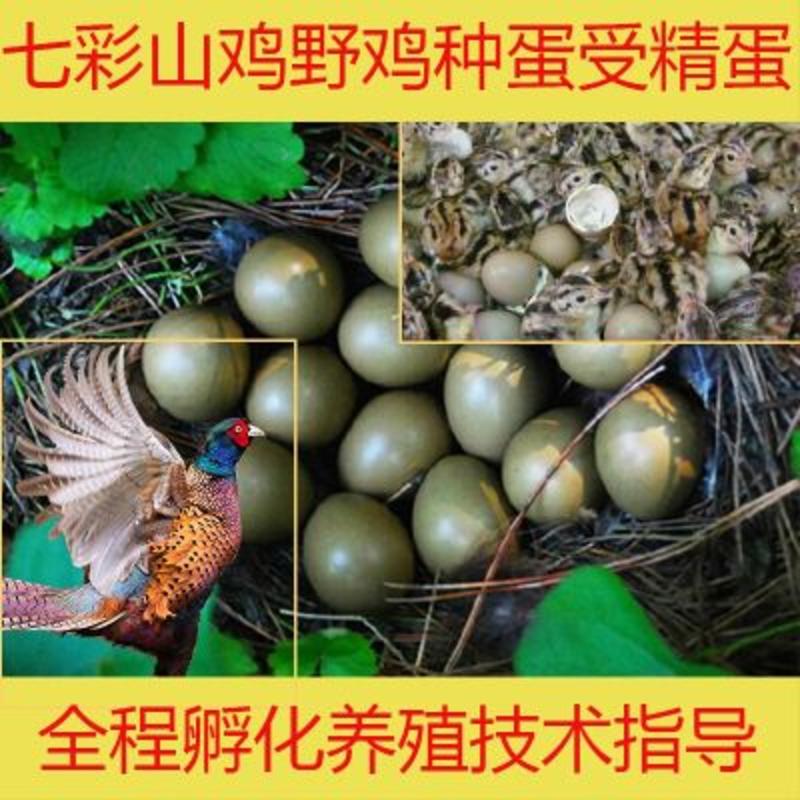 野鸡蛋七彩山鸡种蛋孵化蛋雉鸡孵化用的种蛋提供孵化技术