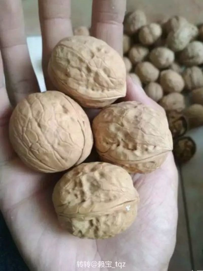 薄皮核桃