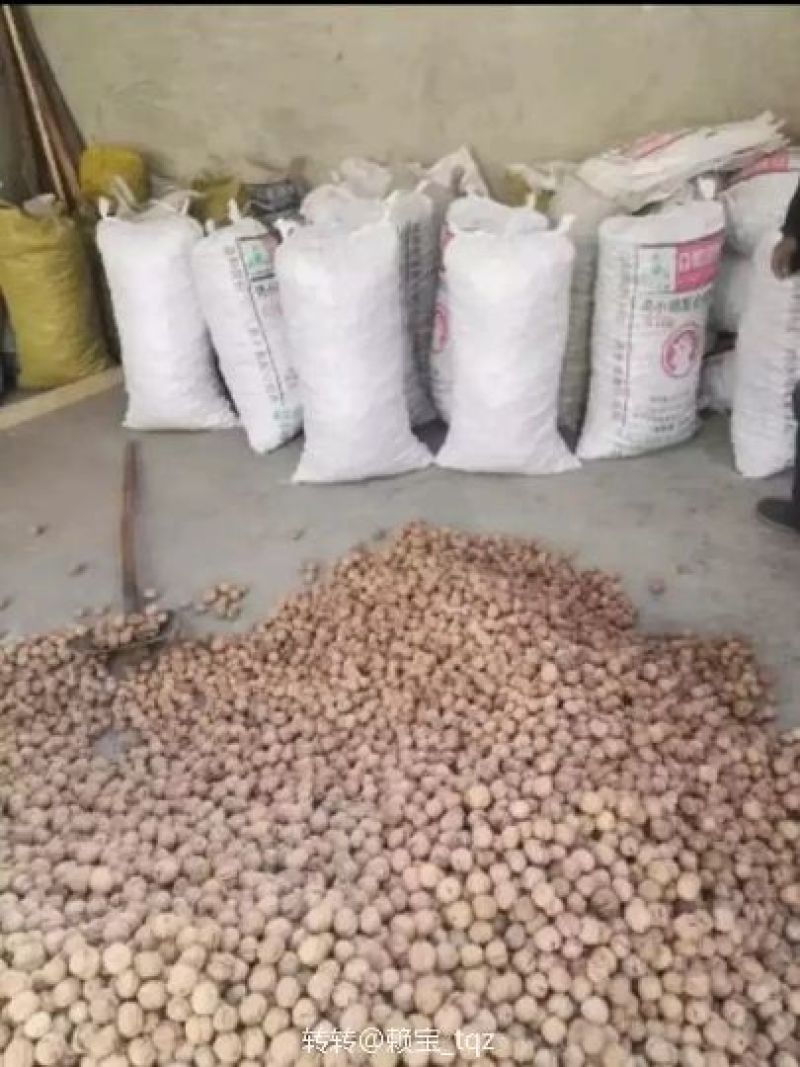 薄皮核桃