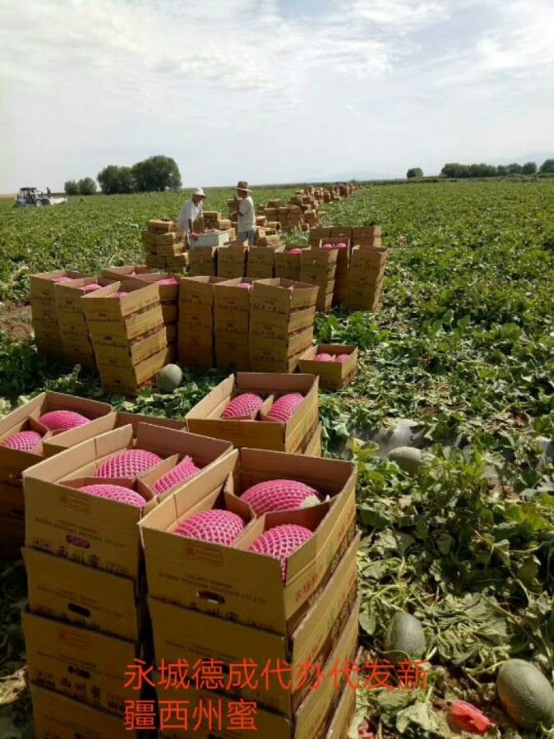 新疆精品西州蜜
