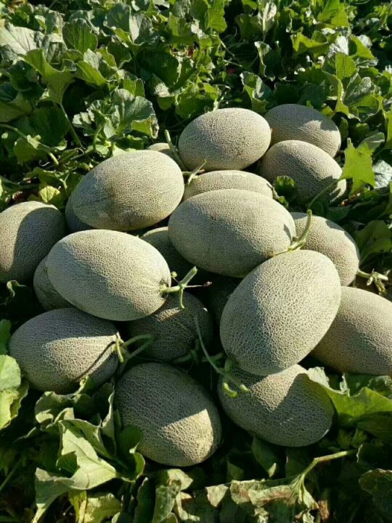新疆精品西州蜜