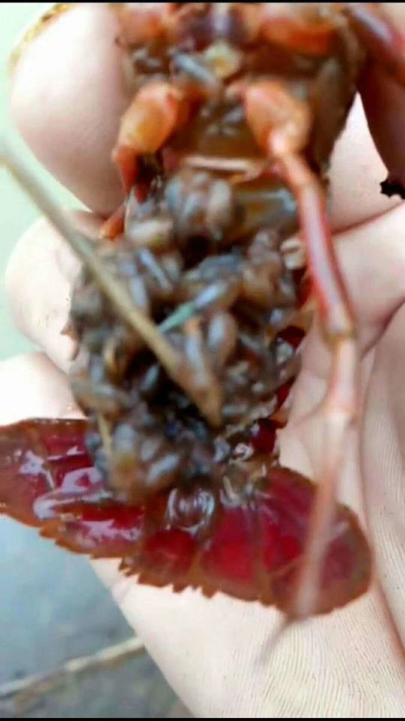 鱼塘虾苗供应