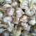 河北大名蒜种蒜黄料高产耐寒优质蒜种，红於土杂交蒜种