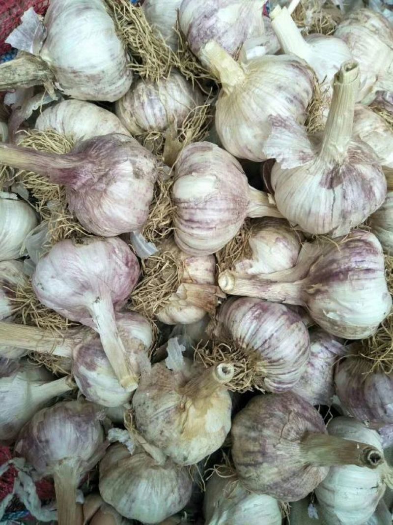 河北大名蒜种蒜黄料高产耐寒优质蒜种，红於土杂交蒜种