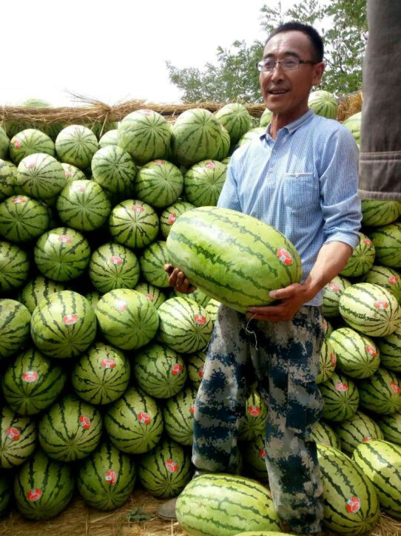 双红壤金城五，10斤起，个大、甜度高。