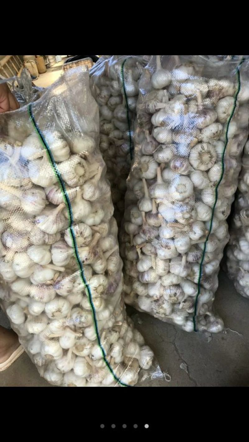 临清辫子蒜