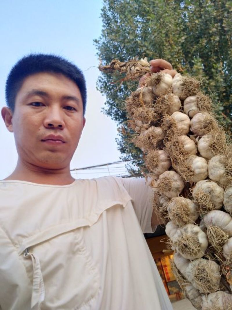 临清辫子蒜