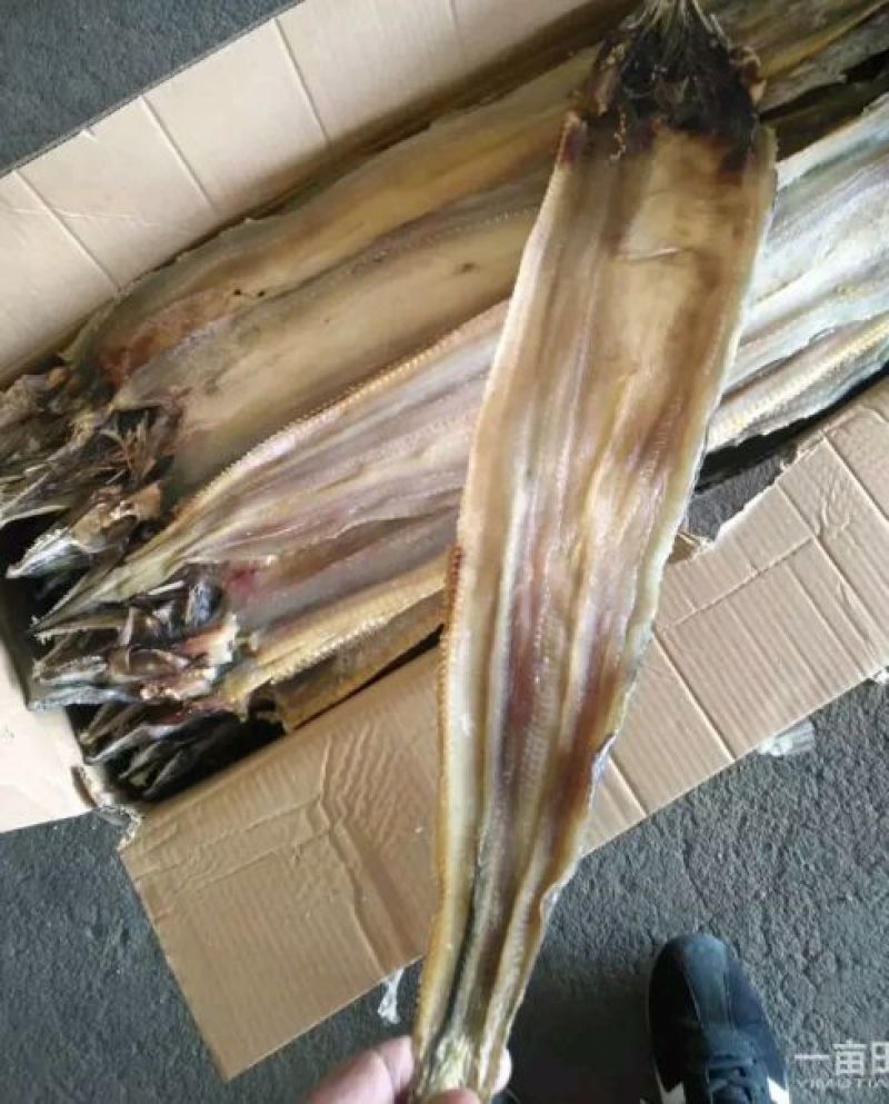 鳗鱼干