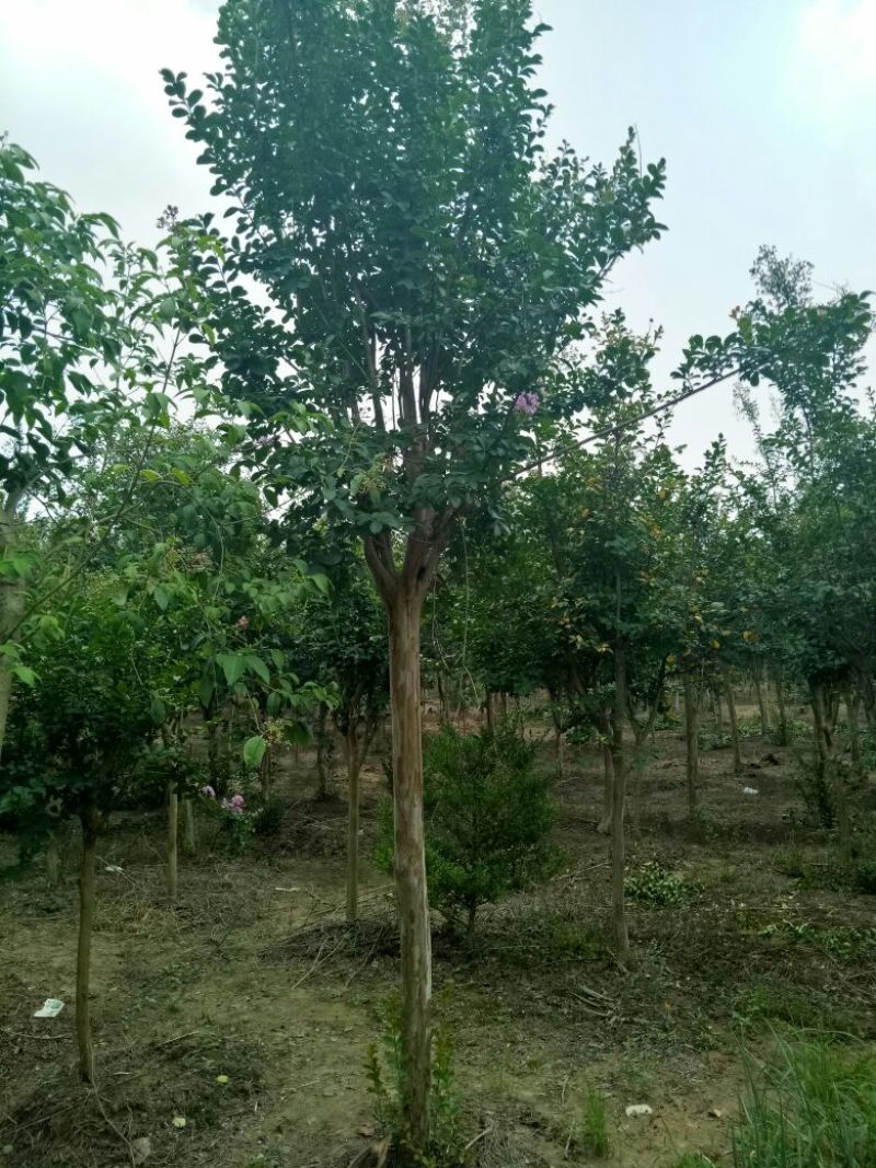 独杆紫薇地径7公分