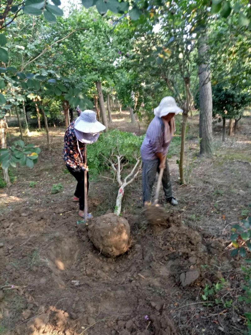 独杆紫薇地径7公分