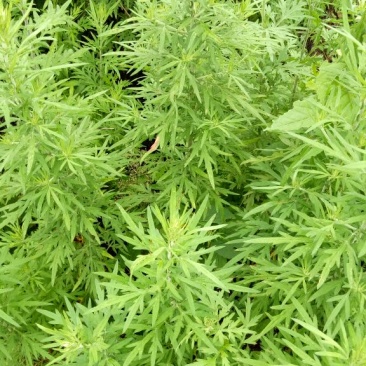 蒿子新鲜蒿子粑粑锅巴农家沙蒿子野生云南玉溪产地直销的中