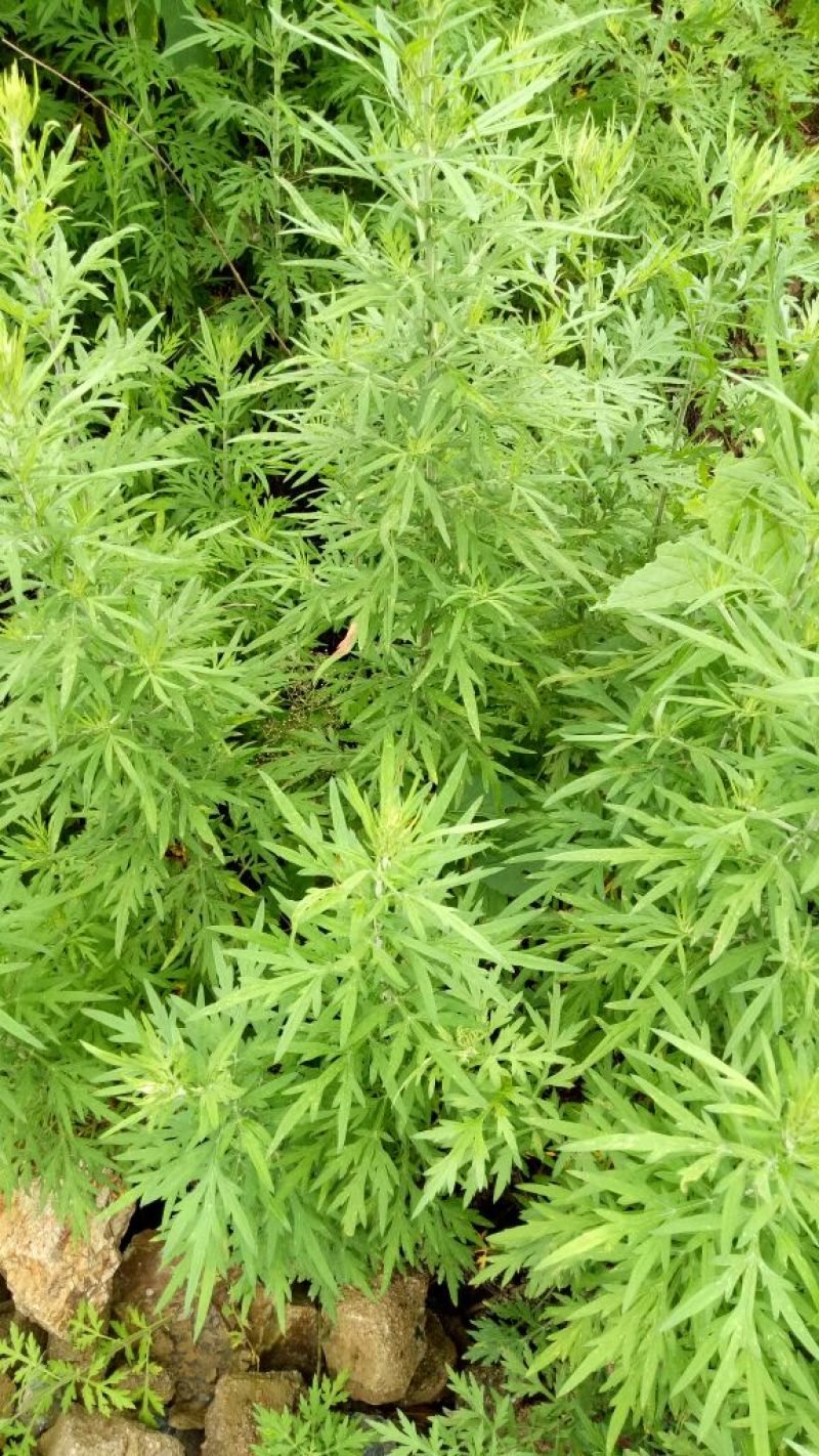 蒿子新鲜蒿子粑粑锅巴农家沙蒿子野生云南玉溪产地直销的中
