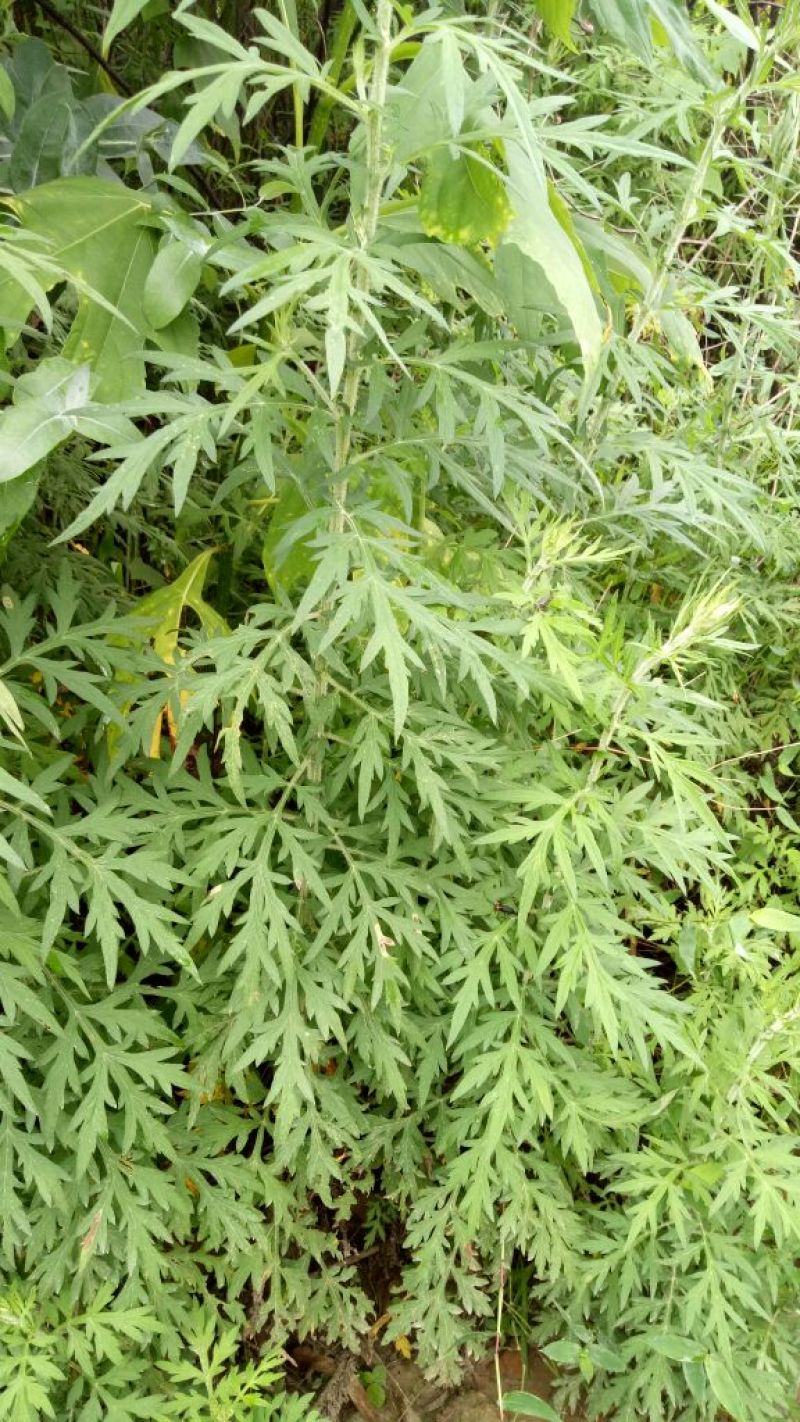 蒿子新鲜蒿子粑粑锅巴农家沙蒿子野生云南玉溪产地直销的中