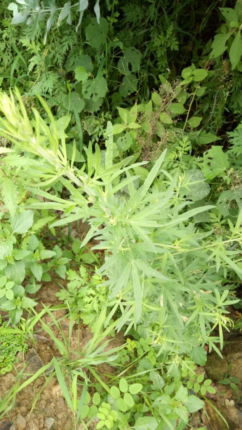 蒿子新鲜蒿子粑粑锅巴农家沙蒿子野生云南玉溪产地直销的中