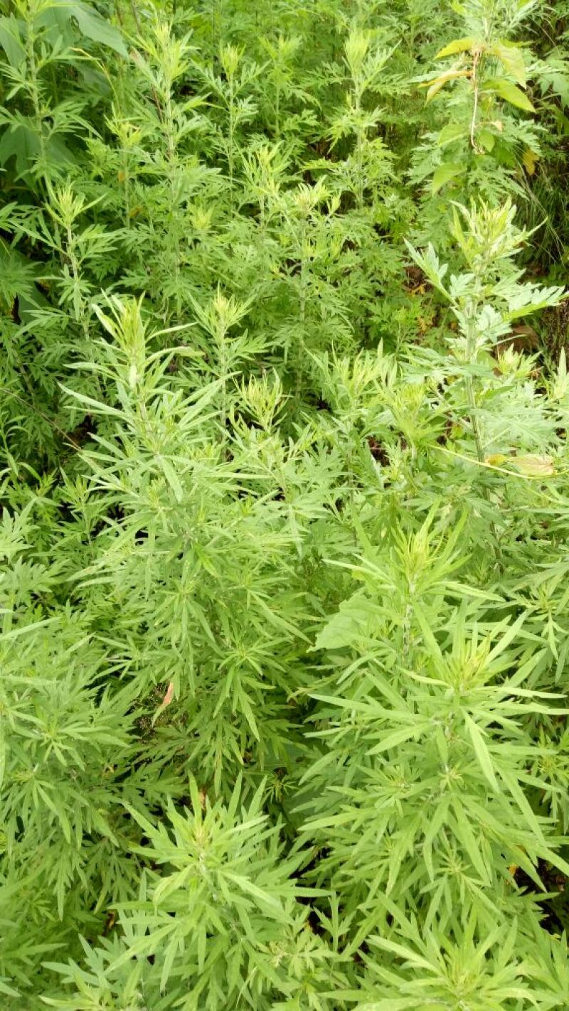 蒿子新鲜蒿子粑粑锅巴农家沙蒿子野生云南玉溪产地直销的中