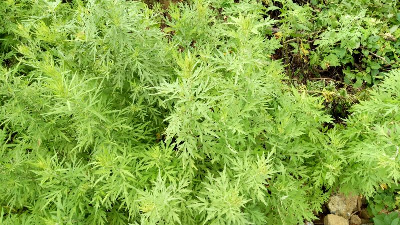 蒿子新鲜蒿子粑粑锅巴农家沙蒿子野生云南玉溪产地直销的中