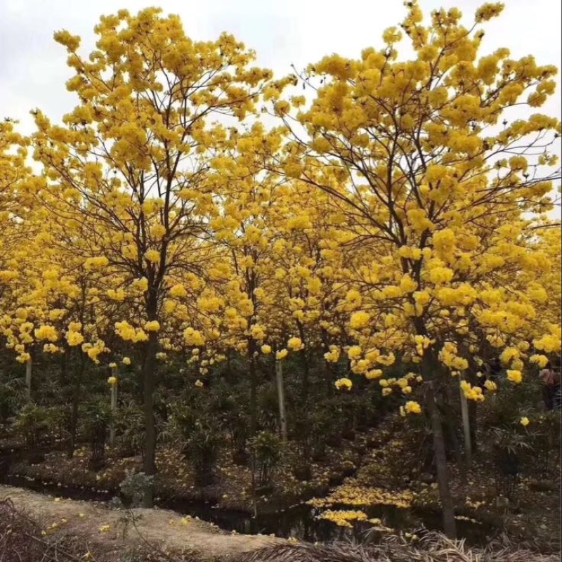 黄花风铃木10~20cm基地直销