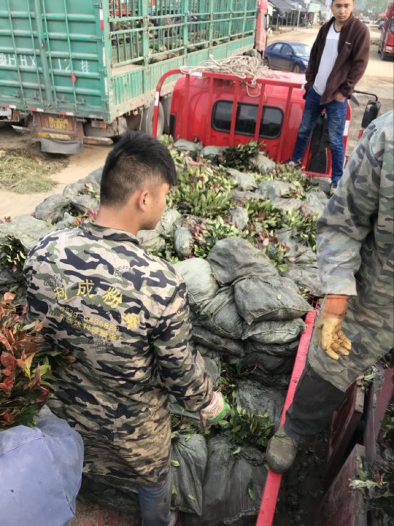 红叶石楠苗红叶石楠提高发票