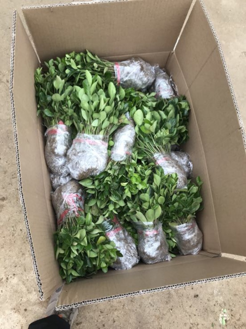 冬青免费包邮规格齐全保湿发货专业包装