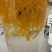 金丝皇菊