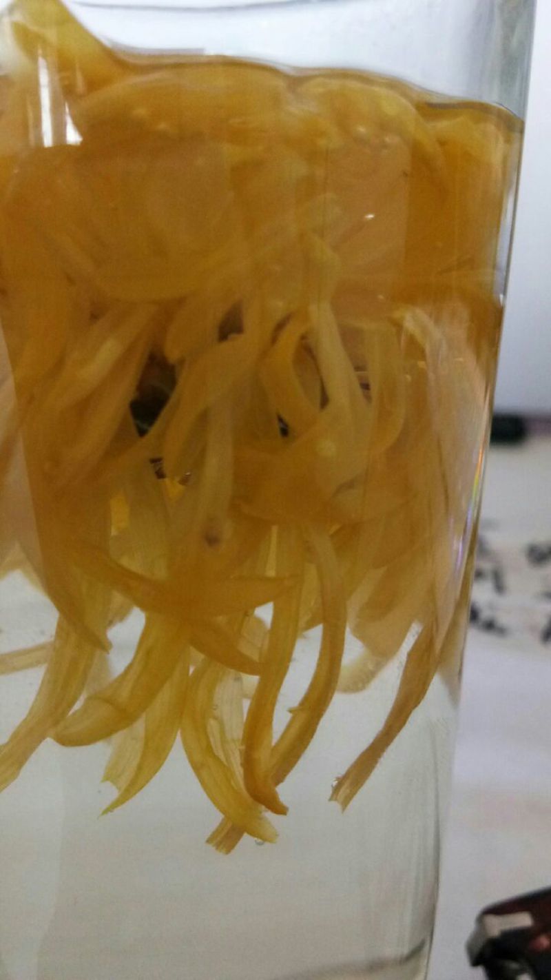 金丝皇菊