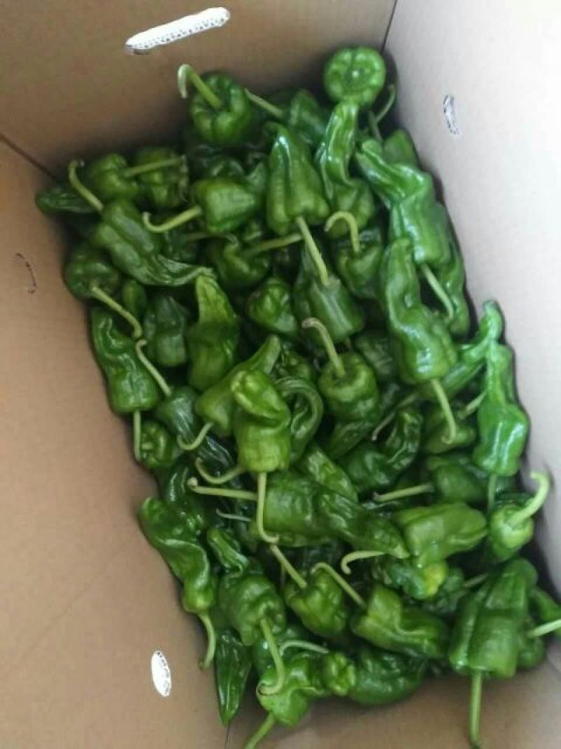 芜湖椒线椒杭椒杠椒产地直销