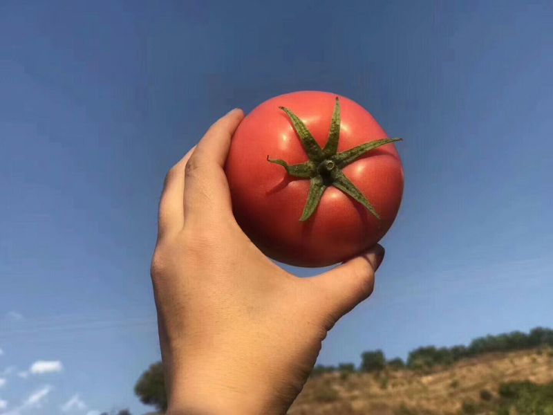 西红柿产地大量供应，货源充足，保质保量欢迎咨询订购