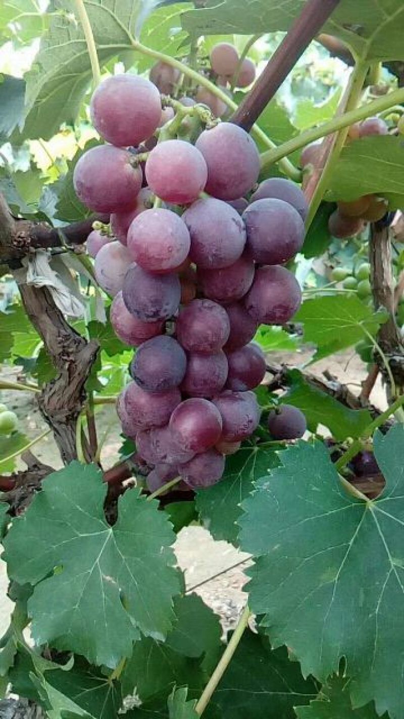 威县巨峰葡萄大量上市中