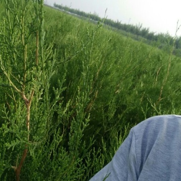 侧柏，大田苗，营养杯苗，各种规格，