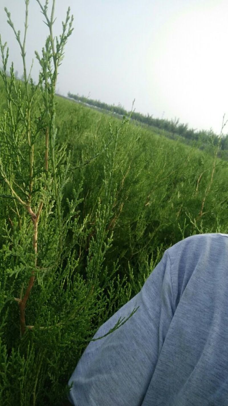 侧柏，大田苗，营养杯苗，各种规格，