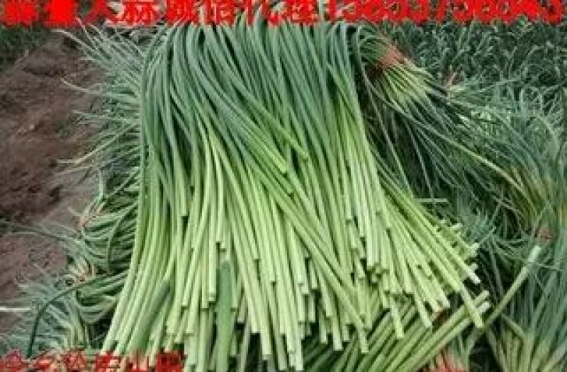 蒜苔