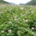 土豆：