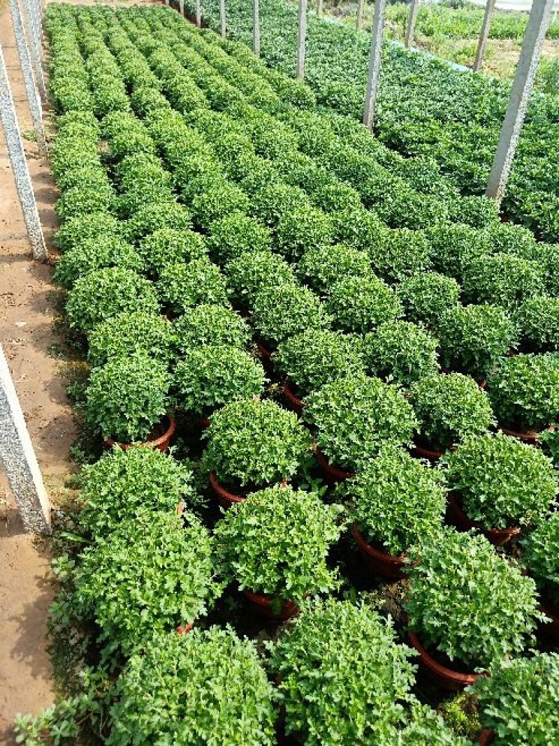 国庆菊观赏菊大菊花九月菊菊球