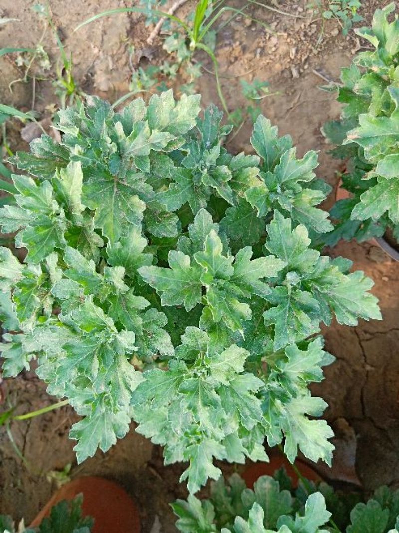 国庆菊观赏菊大菊花双色盆九月菊菊球