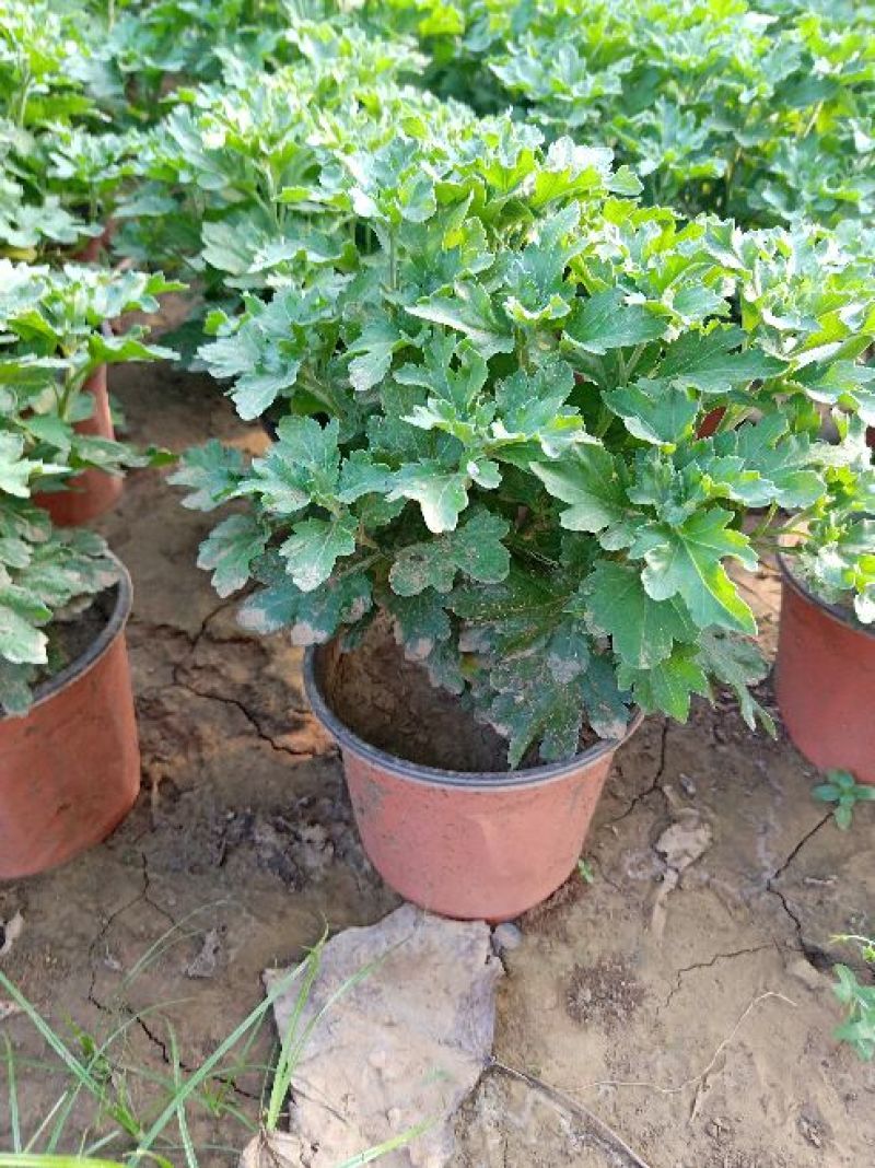 国庆菊观赏菊大菊花双色盆九月菊菊球