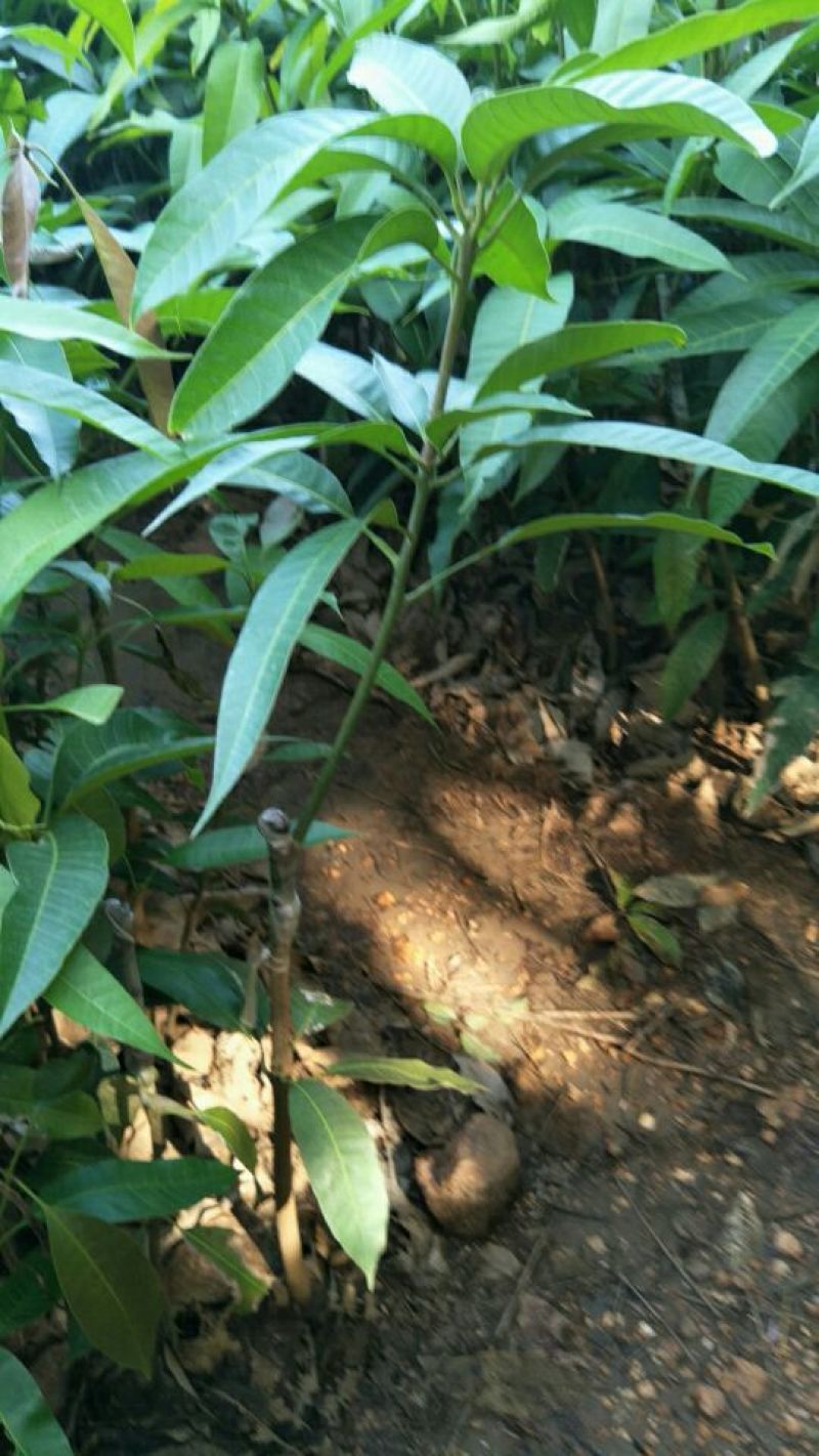 红金妃芒果苗欢迎下单