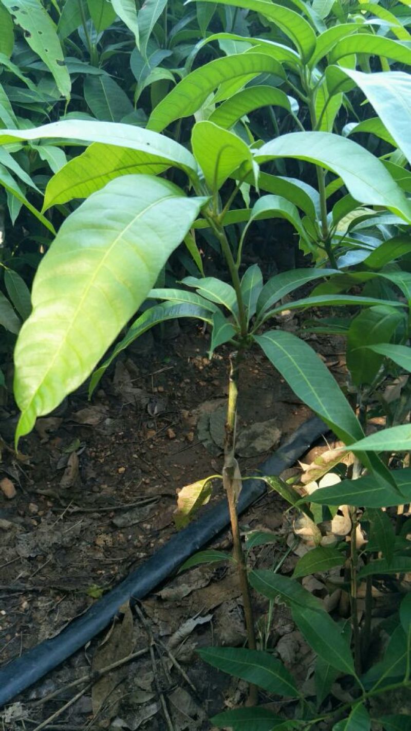 红金妃芒果苗欢迎下单