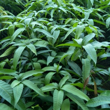 红金妃芒果苗欢迎下单