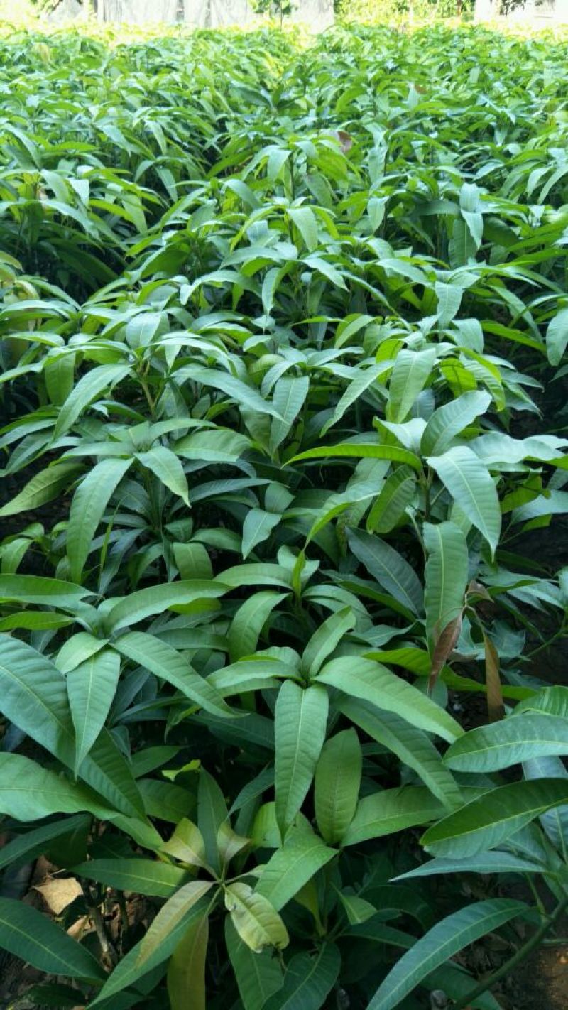 红金妃芒果苗欢迎下单