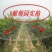 防鸟网使用寿命长一斤出55-60平方，尼龙材质可提供发票