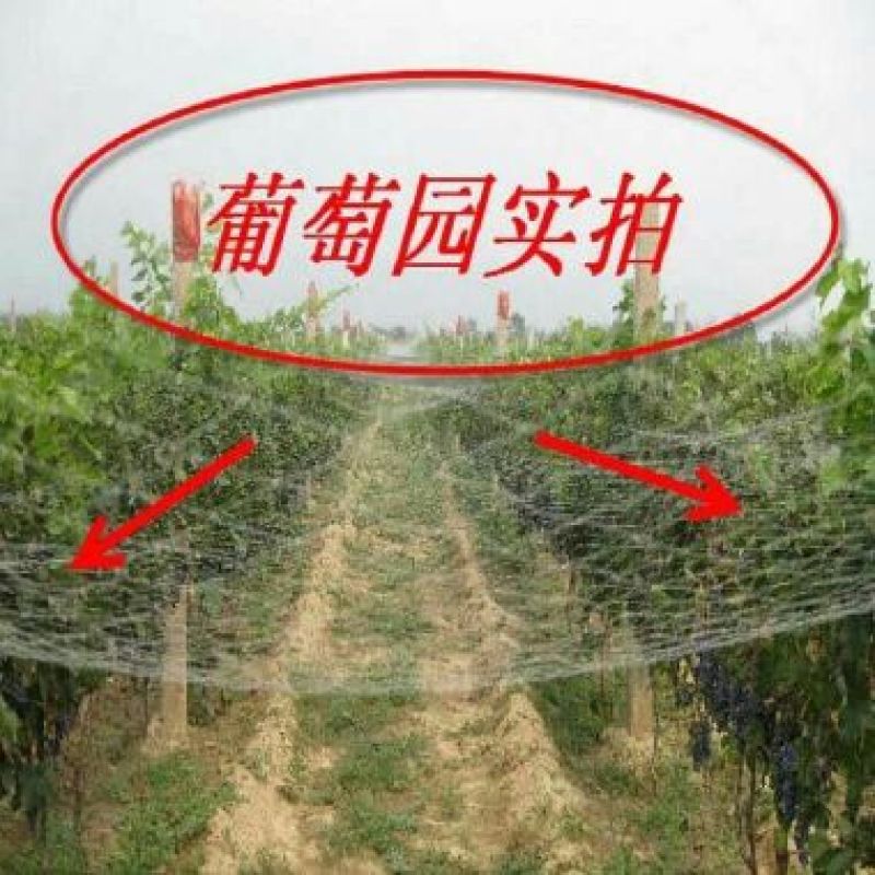 防鸟网使用寿命长一斤出55-60平方，尼龙材质可提供发票