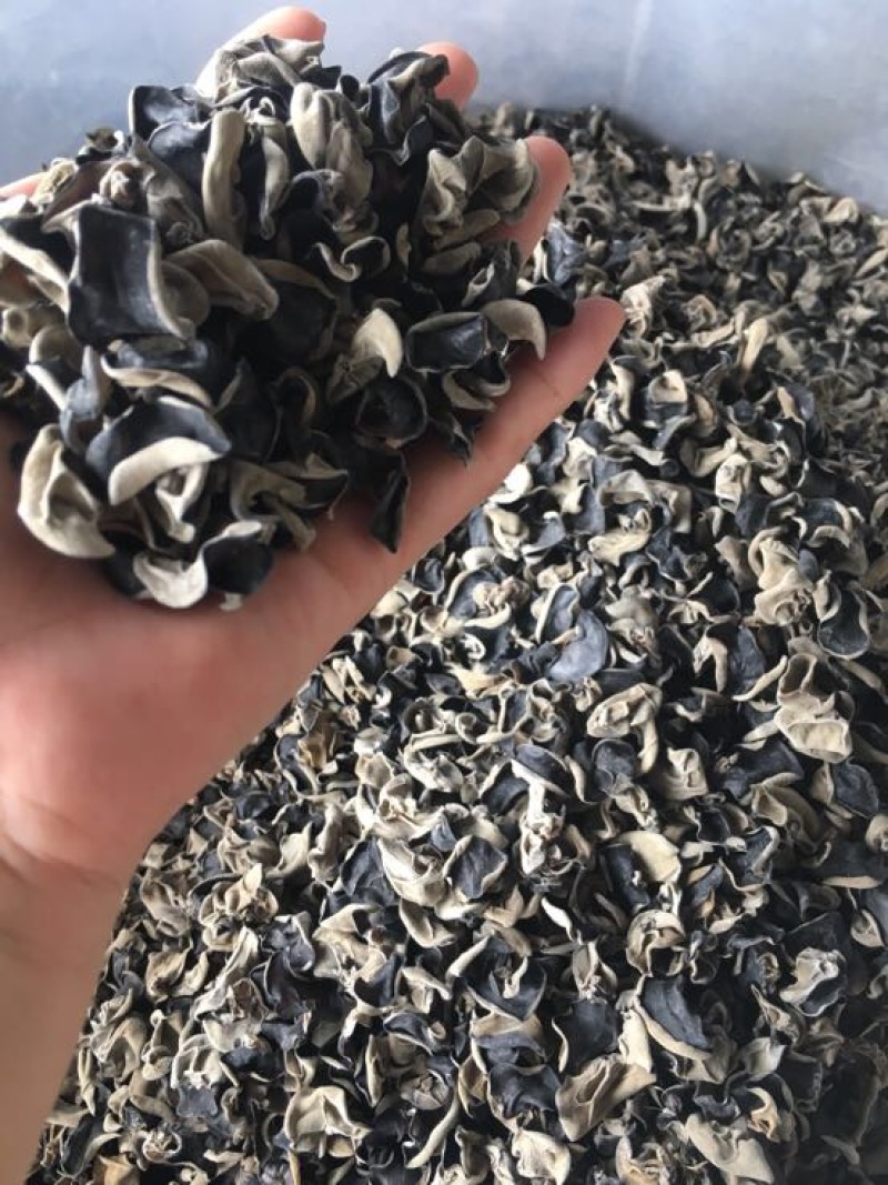 木耳一级
