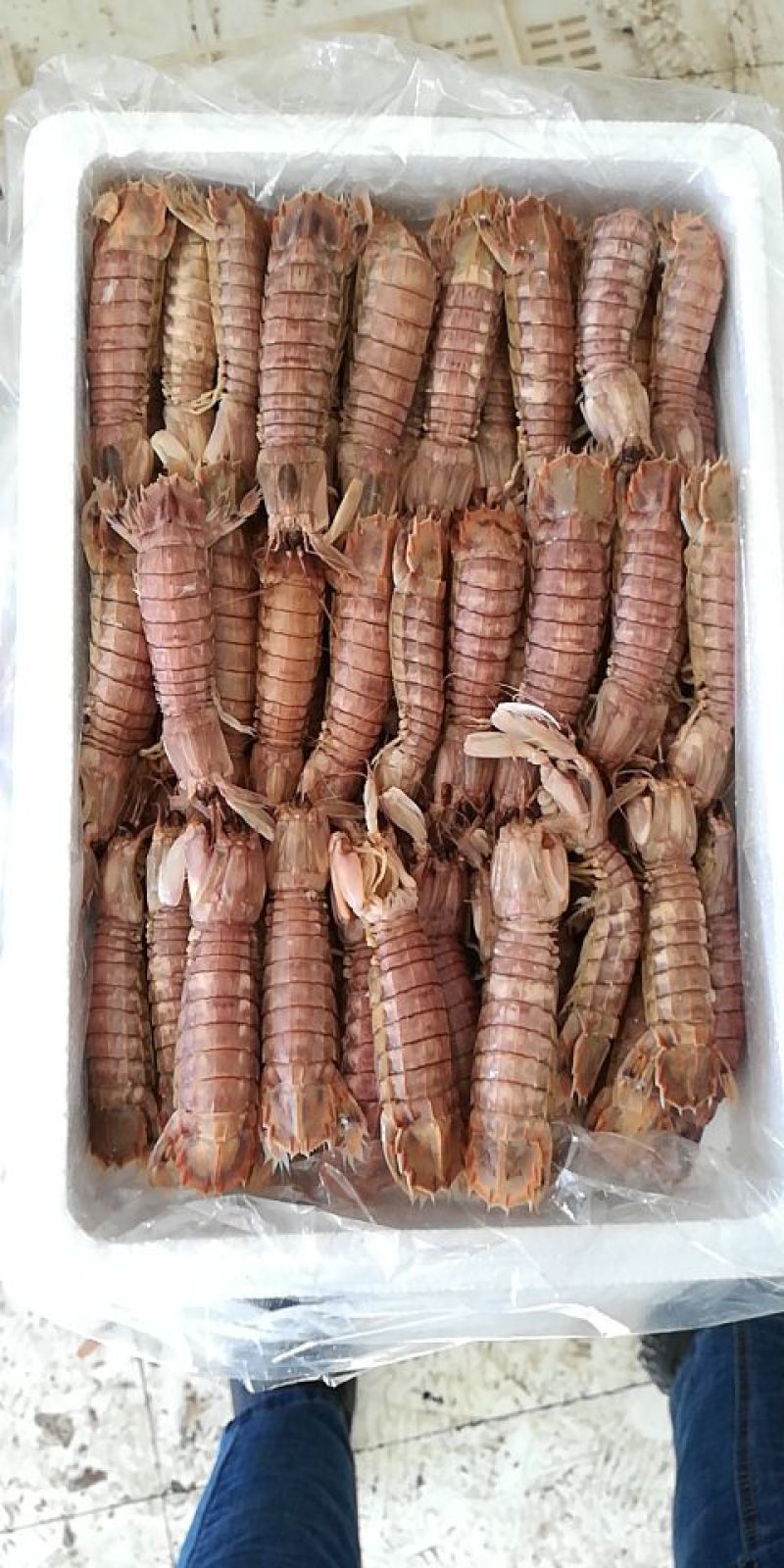 熟冻皮皮虾一手货源质优价廉