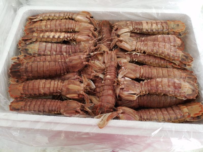 熟冻皮皮虾一手货源质优价廉