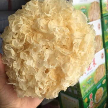 银耳菌种